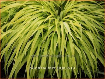 Hakonechloa macra &#39;All Gold&#39;