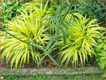 Hakonechloa macra &#39;All Gold&#39;