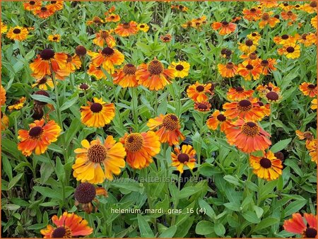 Helenium &#39;Mardi Gras&#39;