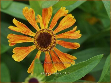 Helenium &#39;Waltraut&#39;