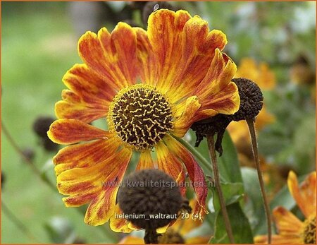 Helenium 'Waltraut'