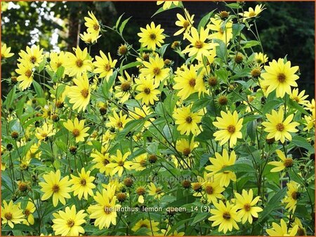 Helianthus 'Lemon Queen'