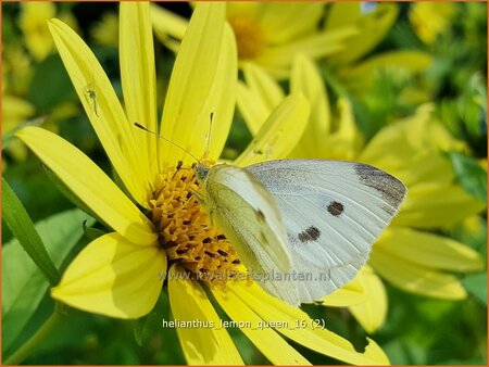Helianthus 'Lemon Queen'