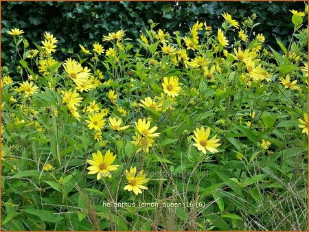 Helianthus 'Lemon Queen'