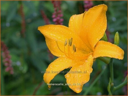 Hemerocallis &#39;Aten&#39;