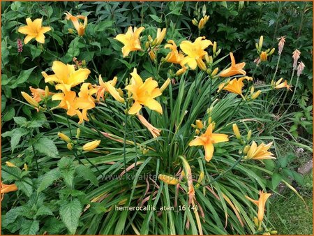 Hemerocallis &#39;Aten&#39;