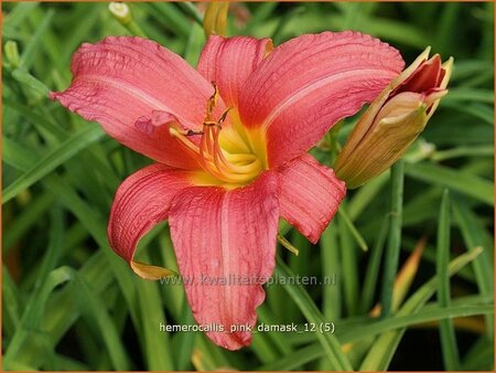 Hemerocallis &#39;Pink Damask&#39;