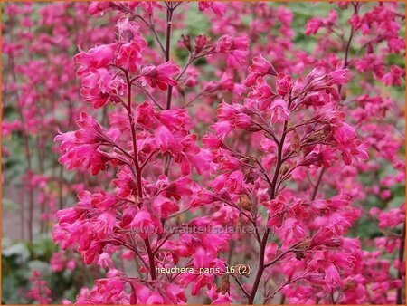 Heuchera &#39;Paris&#39;