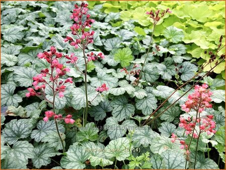 Heuchera &#39;Paris&#39;