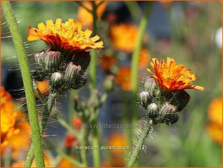 Hieracium aurantiacum