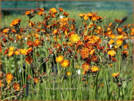 Hieracium aurantiacum