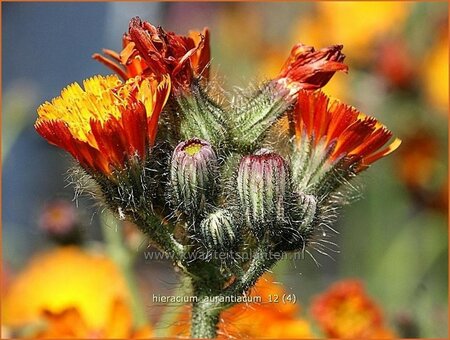 Hieracium aurantiacum