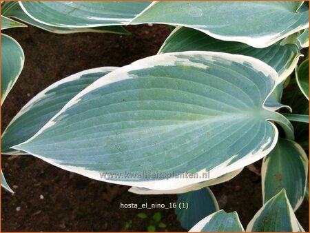 Hosta 'El Nino'