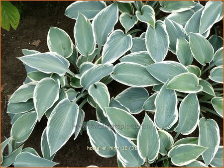 Hosta 'El Nino'