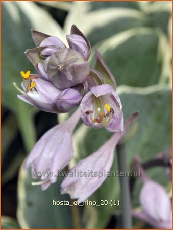Hosta 'El Nino'