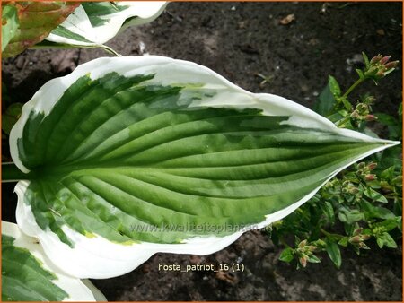 Hosta 'Patriot'