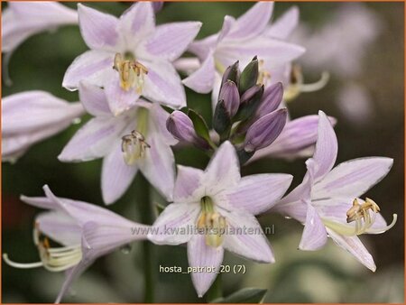Hosta 'Patriot'
