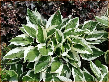 Hosta 'Patriot'