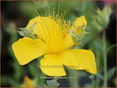 Hypericum olympicum