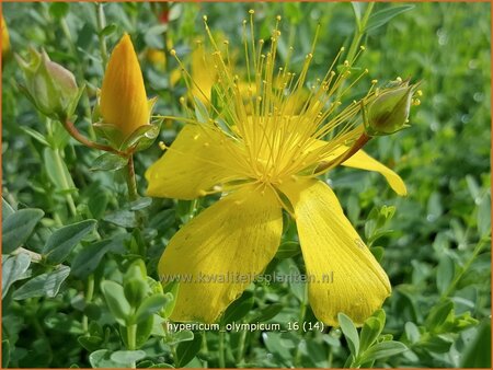 Hypericum olympicum