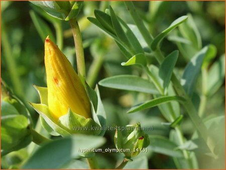 Hypericum olympicum