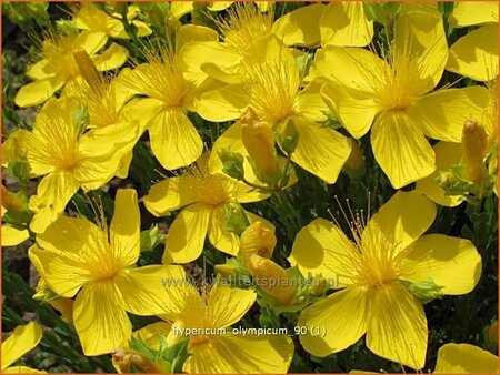 Hypericum olympicum