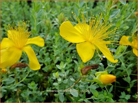 Hypericum olympicum