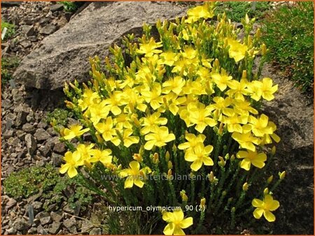 Hypericum olympicum