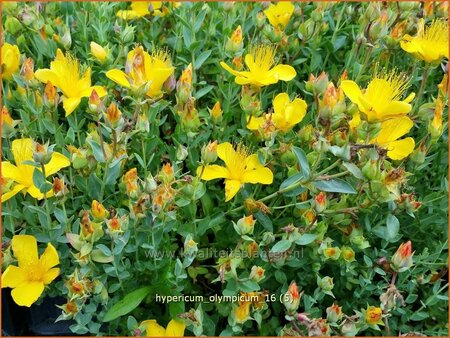 Hypericum olympicum