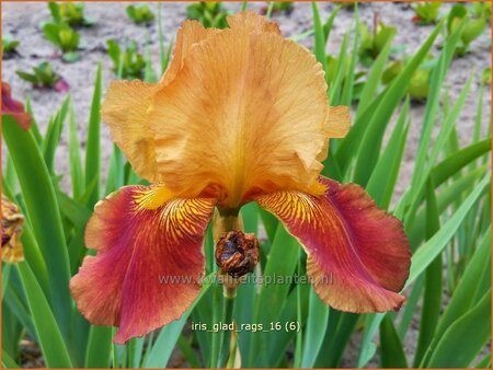 Iris germanica &#39;Glad Rags&#39;