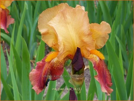 Iris germanica &#39;Glad Rags&#39;