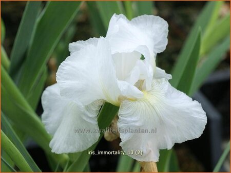 Iris germanica &#39;Immortality&#39;