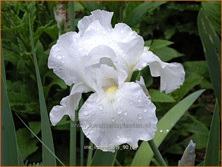 Iris germanica &#39;Immortality&#39;