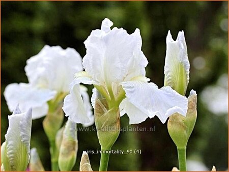 Iris germanica &#39;Immortality&#39;