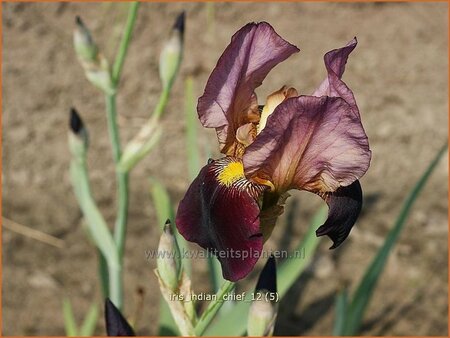 Iris germanica &#39;Indian Chief&#39;