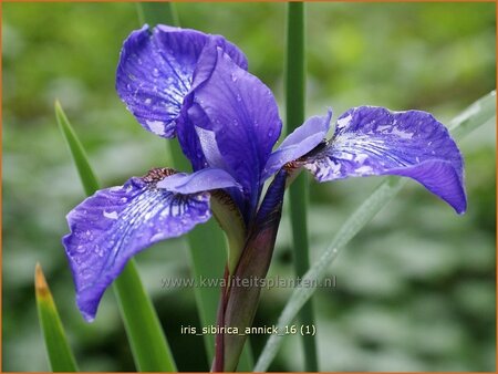 Iris sibirica &#39;Annick&#39;