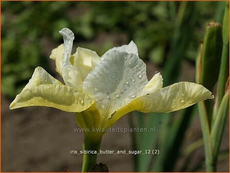 Iris sibirica &#39;Butter and Sugar&#39;