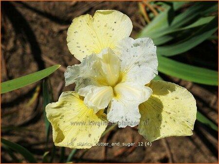 Iris sibirica &#39;Butter and Sugar&#39;