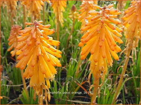 Kniphofia &#39;Poco Orange&#39;