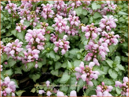 Lamium maculatum &#39;Pink Pewter&#39;