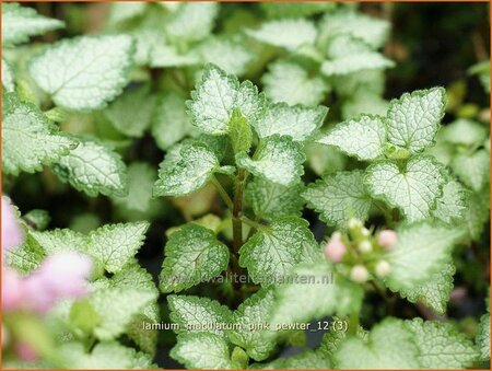 Lamium maculatum &#39;Pink Pewter&#39;
