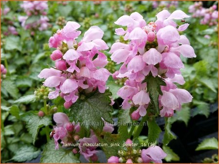Lamium maculatum &#39;Pink Pewter&#39;
