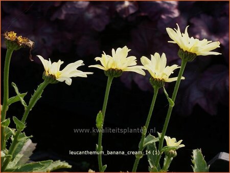 Leucanthemum &#39;Banana Cream&#39;