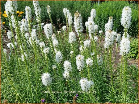 Liatris spicata 'Floristan Weiß'