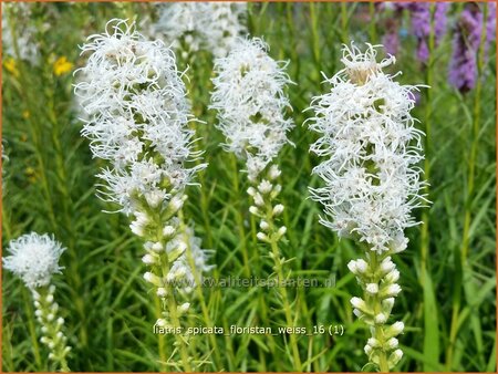Liatris spicata 'Floristan Weiß'