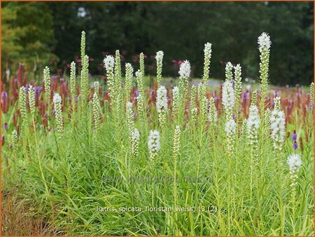 Liatris spicata 'Floristan Weiß'