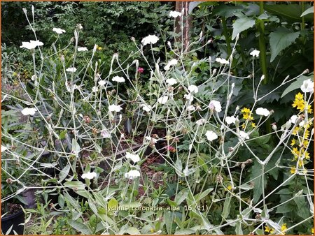 Lychnis coronaria 'Alba'