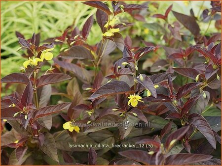 Lysimachia ciliata &#39;Firecracker&#39;