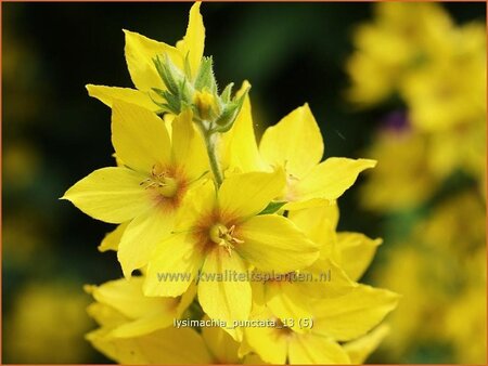 Lysimachia punctata