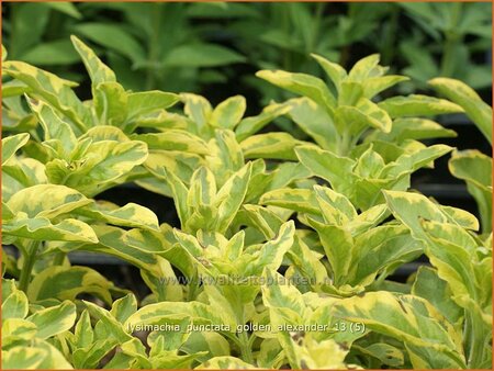 Lysimachia punctata &#39;Golden Alexander&#39;